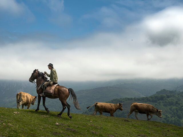 Asturias, Spain, June 2022. Riding the Camín Real de la Mesa on horseback with Avelino Ardura, a local Vaqueiro and Horseriding guide. The Vaqueiros de Alzada are a northern Spanish nomadic people that once roamed the mountains of Asturias with their cattle. This section of the route continues along the old Roman road through the Concejo de Belmonte, and is a good example of 'off the beaten track. The route passes through fields, hills and meadows we are more likely to meet wolves or wranglers than hikers. In Asturias the steep Cantabrian Mountains, with their rolling green valleys meet the coastline where they abruptly drop off into the deep blue Cantabrian Sea. Bears & Waves presents a 100% tailor-made travel program that invites you to explore the natural diversity of the Spanish region of Asturias. Photo by Frits Meyst / MeystPhoto.com